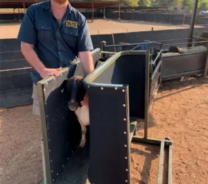 sheep clamp and ramp combo