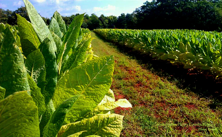 golden virginia tobacco nicotiana tabaccum 100 seeds organic grown golden virginia tobacco nicotiana tabaccum 100 seeds organic grown