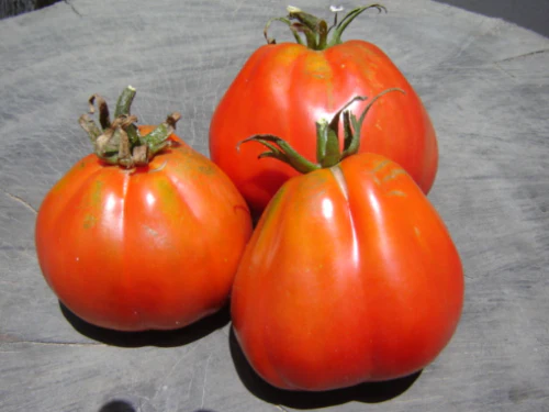 akker tomato organic heirloom vegetable 20 seeds akker tomato organic heirloom vegetable 20 seeds