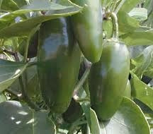jalapeno chilli pepper capsicum annuum 50 seeds