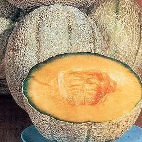 hales cantaloupe / melon cucumis melo vegetable / fruit 20 seeds hales cantaloupe / melon cucumis melo vegetable / fruit 20 seeds