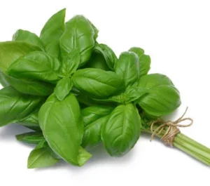 italian large leaf basil organic herb 200 seeds