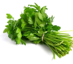 coriander organic herb 100 seeds