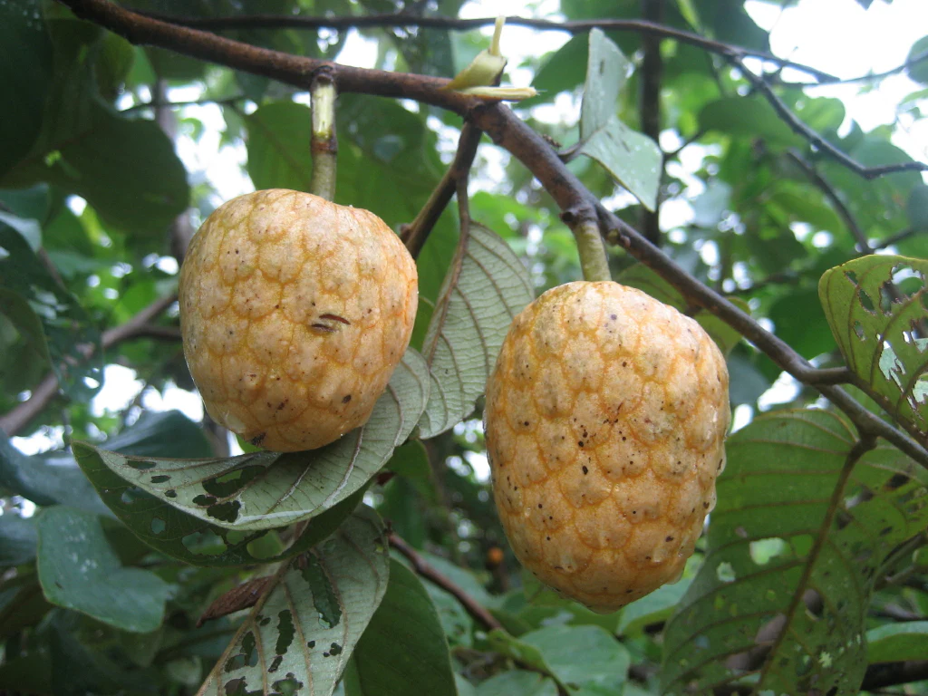 annona senegalensis wild custard apple / soursop indigenous edible fruit 5 seeds annona senegalensis wild custard apple / soursop indigenous edible fruit 5 seeds