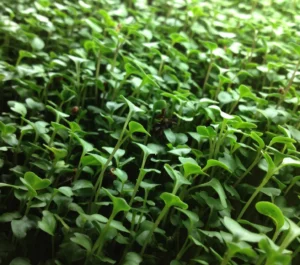 broccoli sprouting / microgreen seeds