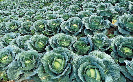 cabbage field
